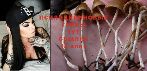 шишки Новокубанск